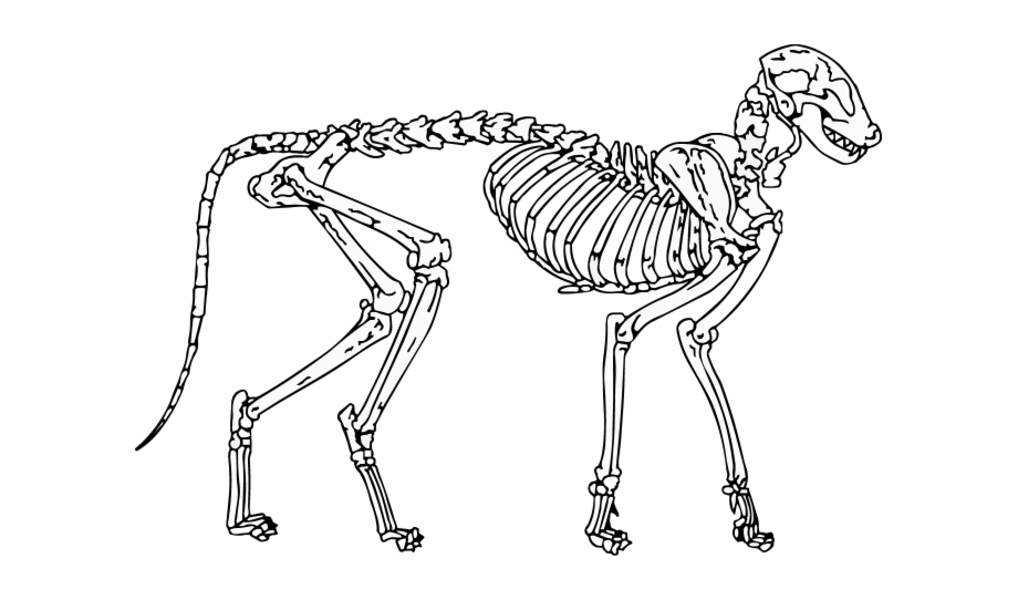 Cat Skeleton Wip By Singularitycomplex Cat Skeleton Black