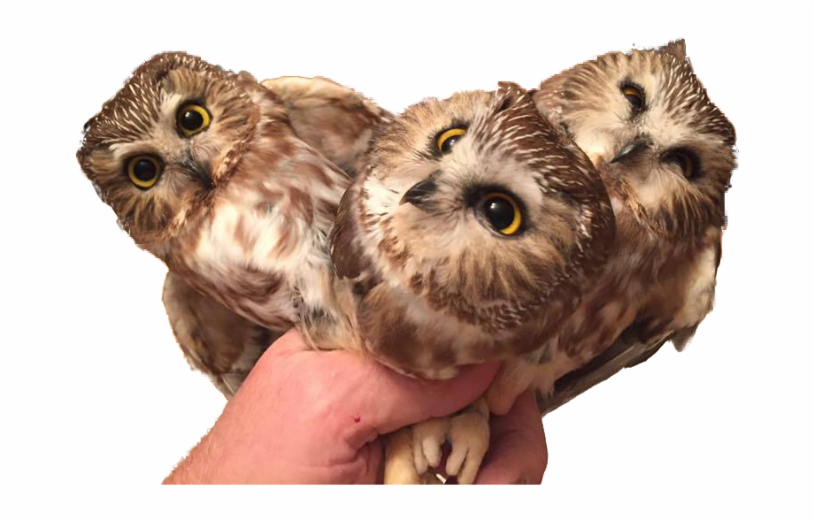 Animal Personthree Baby Owls Baby Owl Transparent