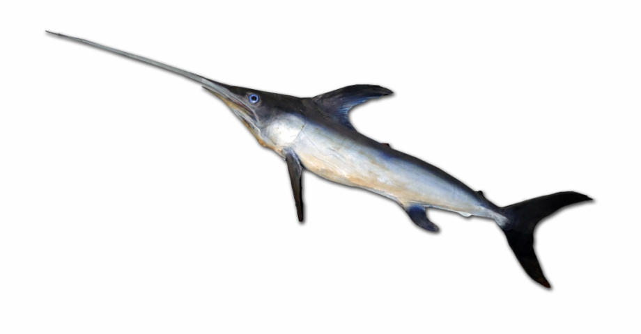 File Swordfish 0016 Atlantic Blue Marlin
