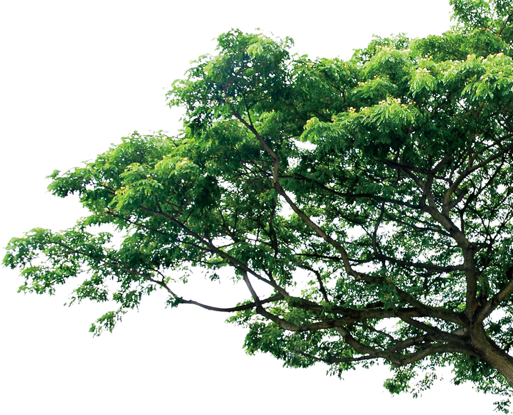 Tree Trees Nature Branch Bough Cy Png