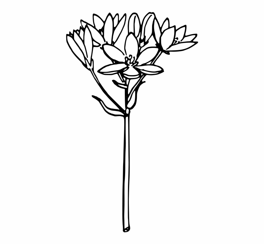 Onion Plant Clipart Black And White Sketch Of