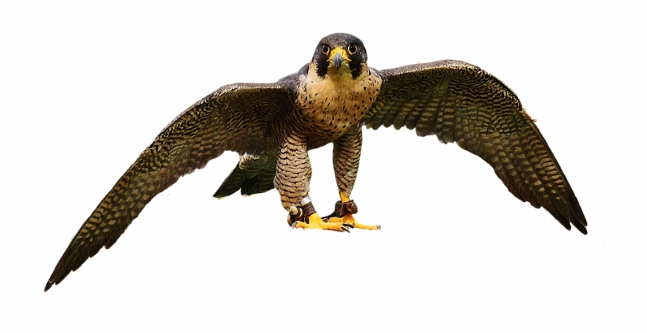 Falcon Wing Bird Of Prey Animal Aves De