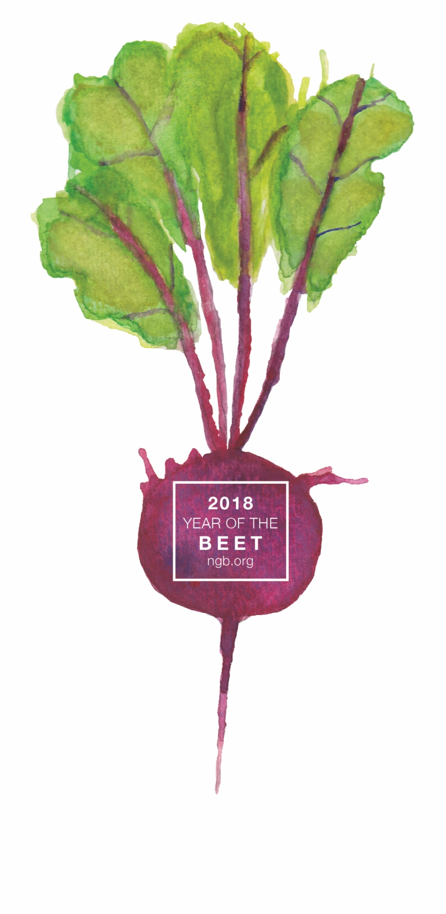 2018 Year Of The Beet Common Beet