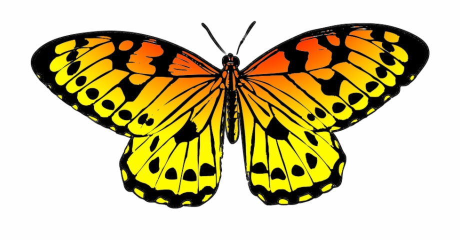 Butterfly Drawing Png