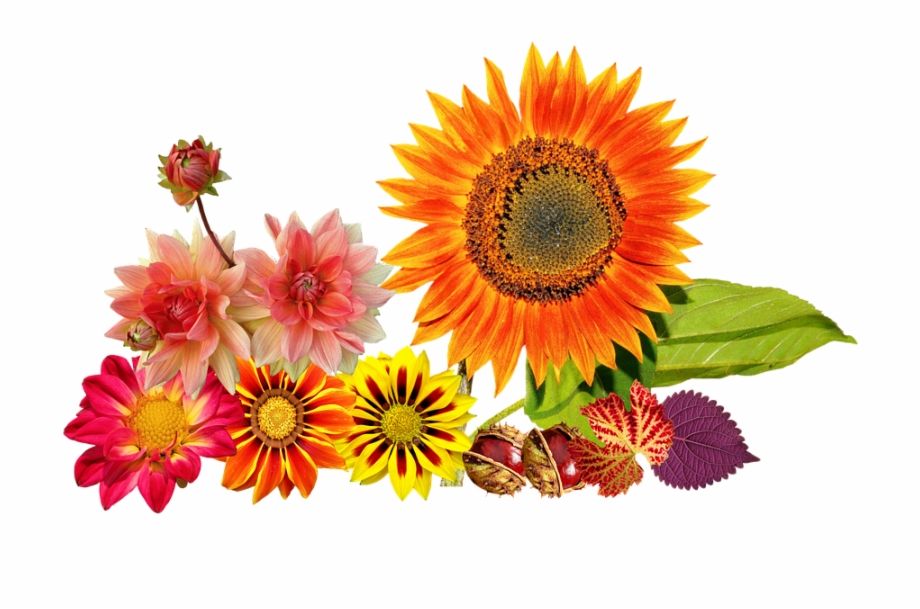 Laminated Poster Dahlias Sun Flower Flower Autumn Colours