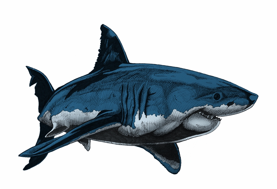 Dark Colours Shark Drawing In Colour