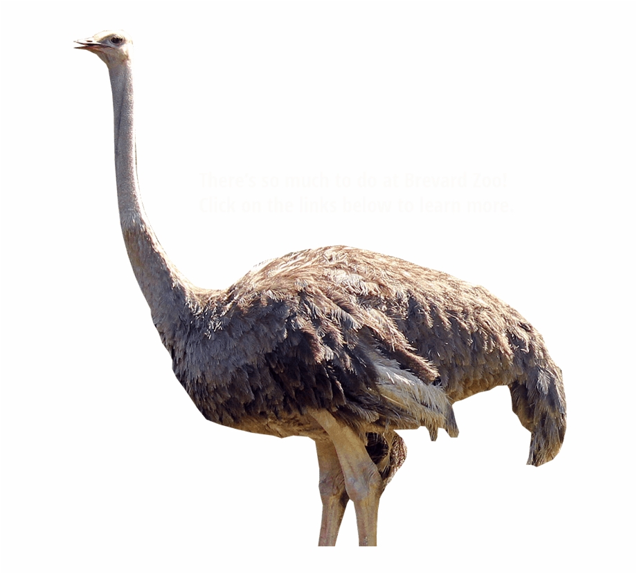 Hd Png Transparent Ostriches Png