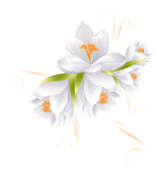 White Flowers Beautiful Flowers Flower Decorations Transparent Background