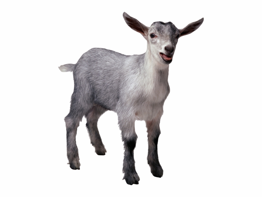 Funny Goat Png Gg Goat
