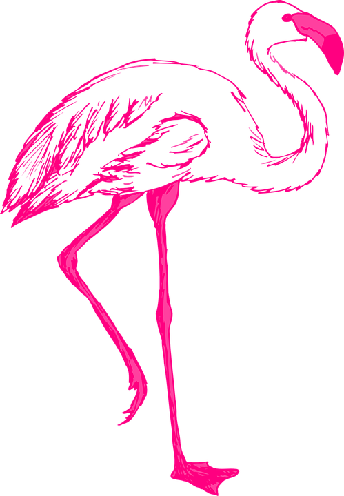 Pink Bird Wings Flamingo Long Neck Legs Feathers