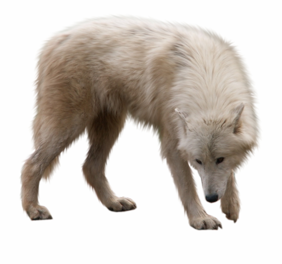 Wolf Cub Transparent Background