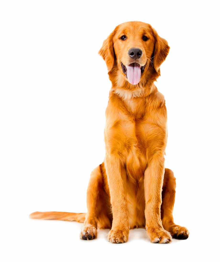 Golden Retriever Labrador Retriever Puppy Dog Breed Golden