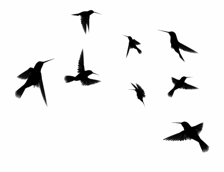 birds flying silhouette transparent background
