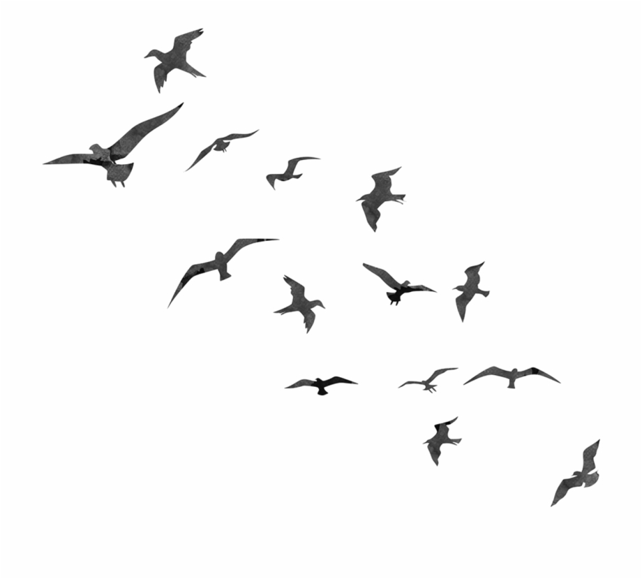 flying bird flight silhouette
