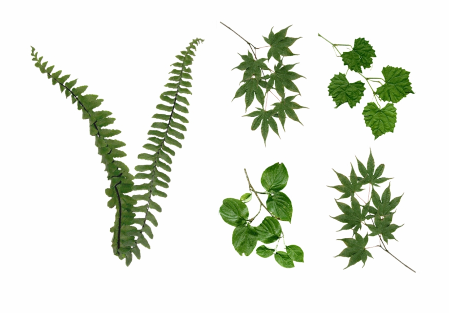 Fern Leaves Foliage Png Stock 2081 Assorted Pack