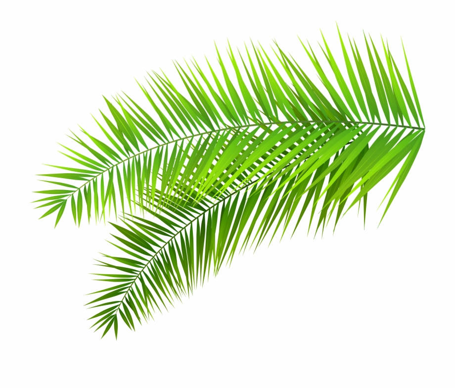Fern Clipart Foliage Palm Leaf Transparent Background