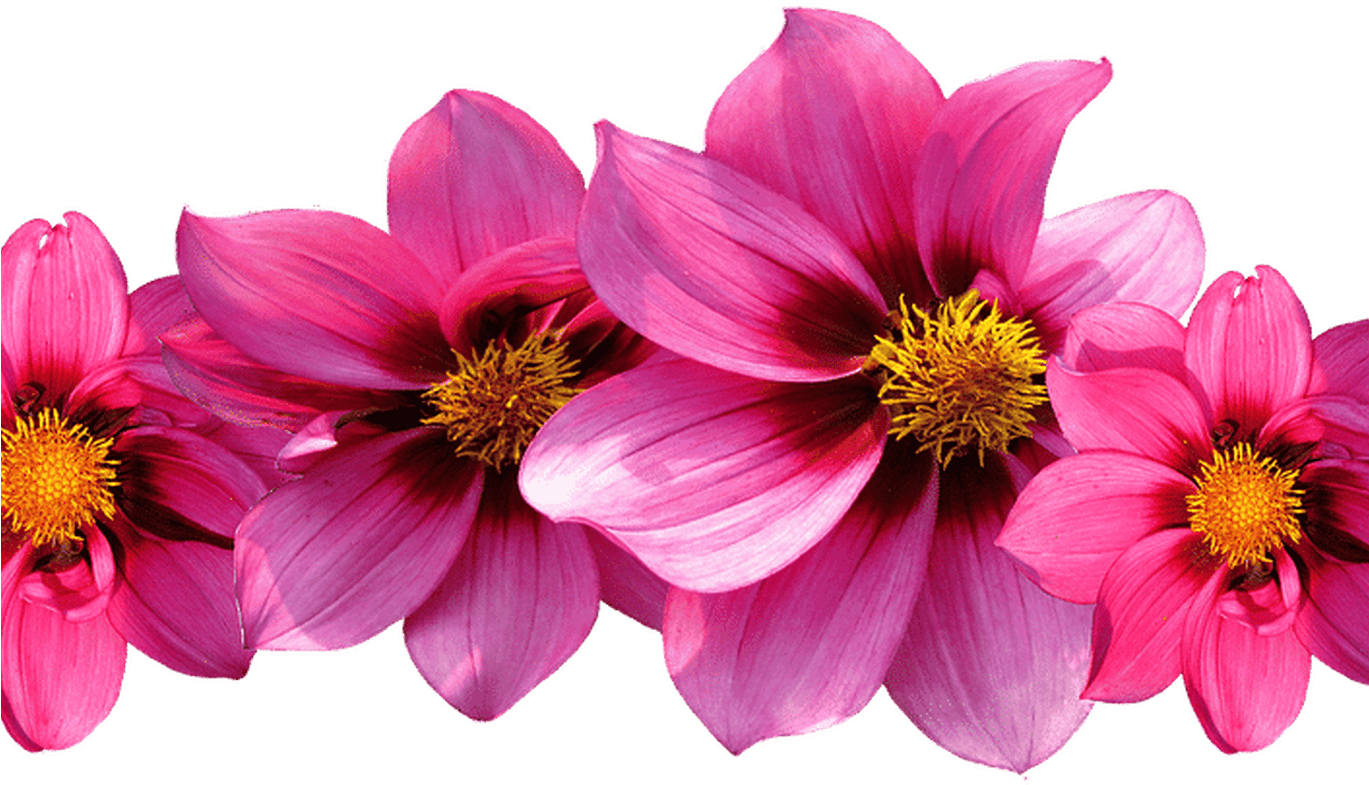 Tumblr Flowers Png