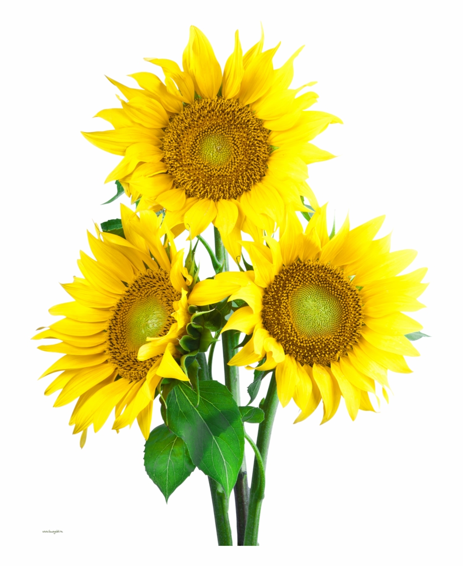 Sunflower Image With Transpa Background Image Sunflower Transparent