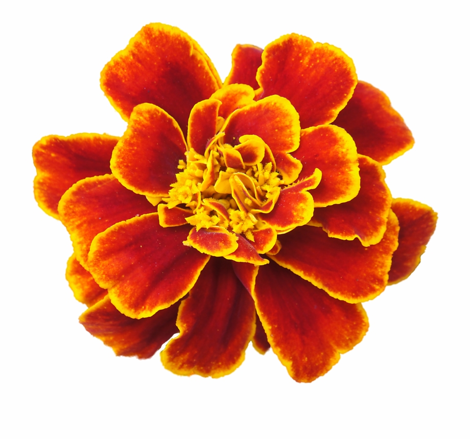 Mexican Flower Clip Art