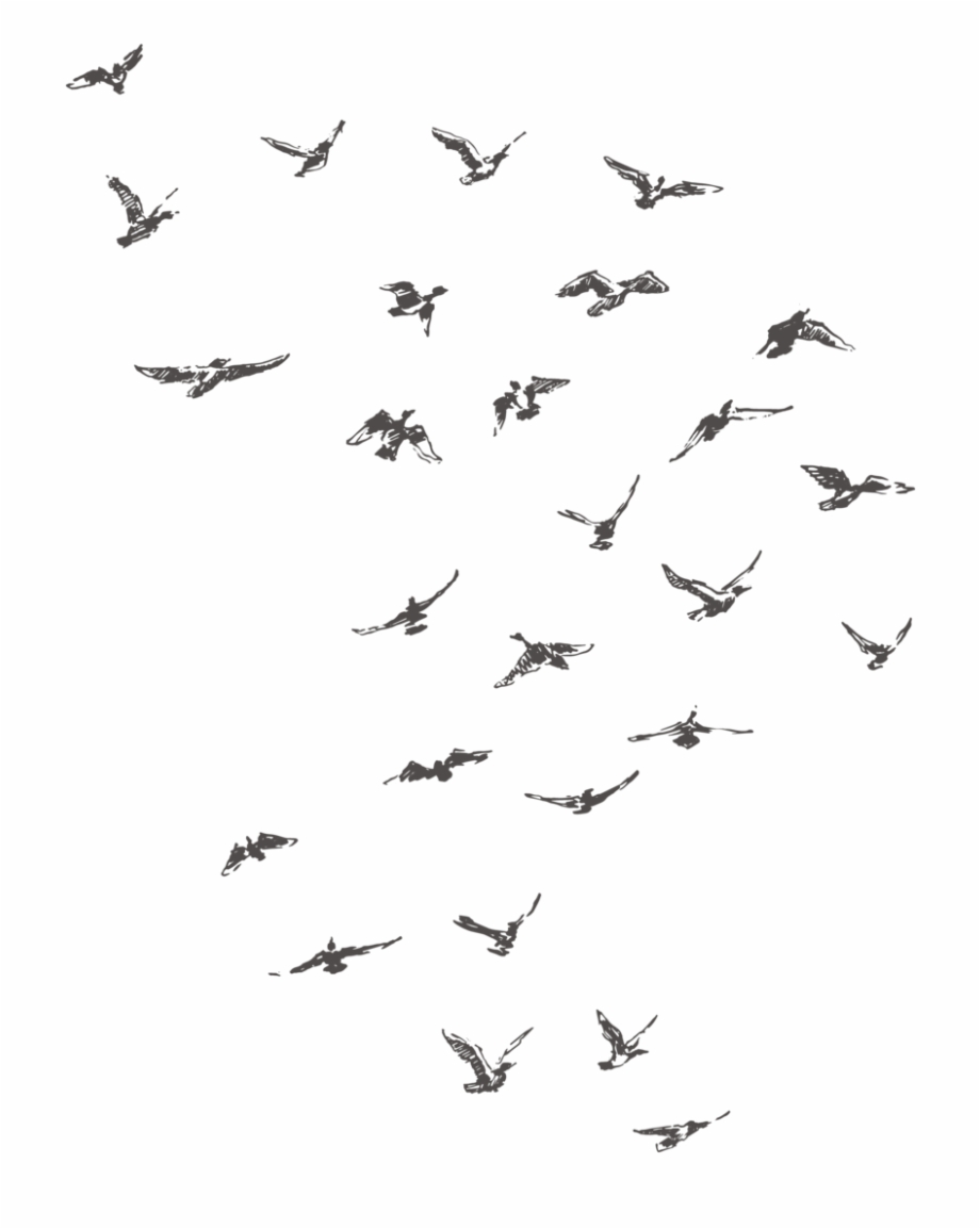 Birds 001 Flock