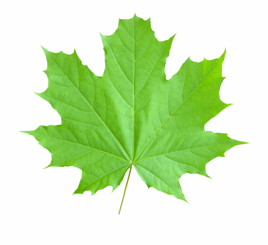 Maple Leaf Png Transparent Image Real Canadian Maple