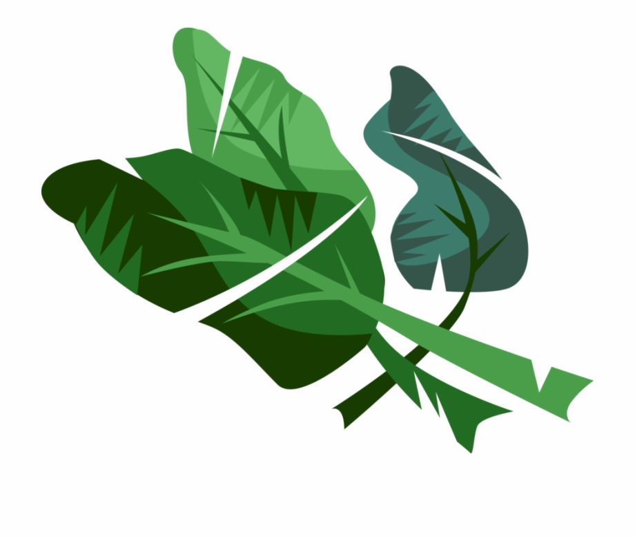 Vector Illustration Of Edible Vegetable Leaf Plant