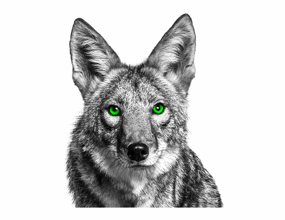 Coyote Png Coyote With Green Eyes