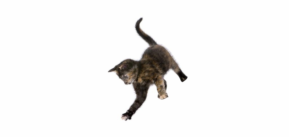 Cat Jumping Png Transparent
