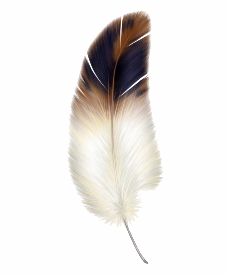 Macaw Feather Png Transparent Image Brown And White