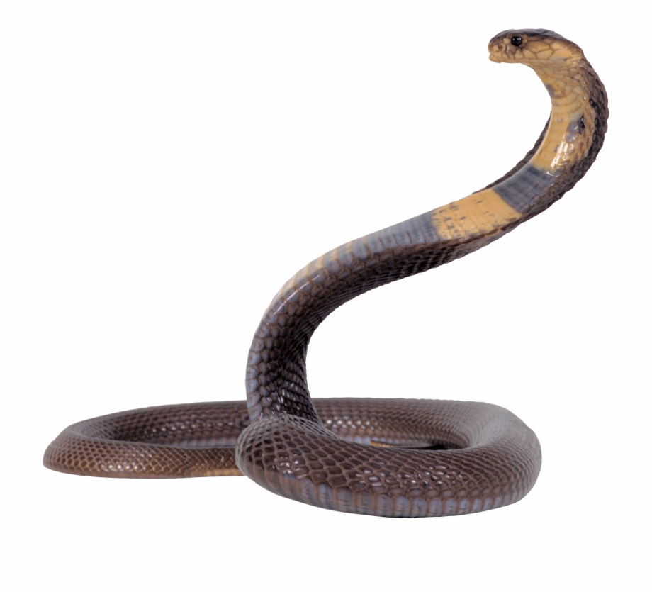 Black And Yellow Snake King Cobra Snake Png