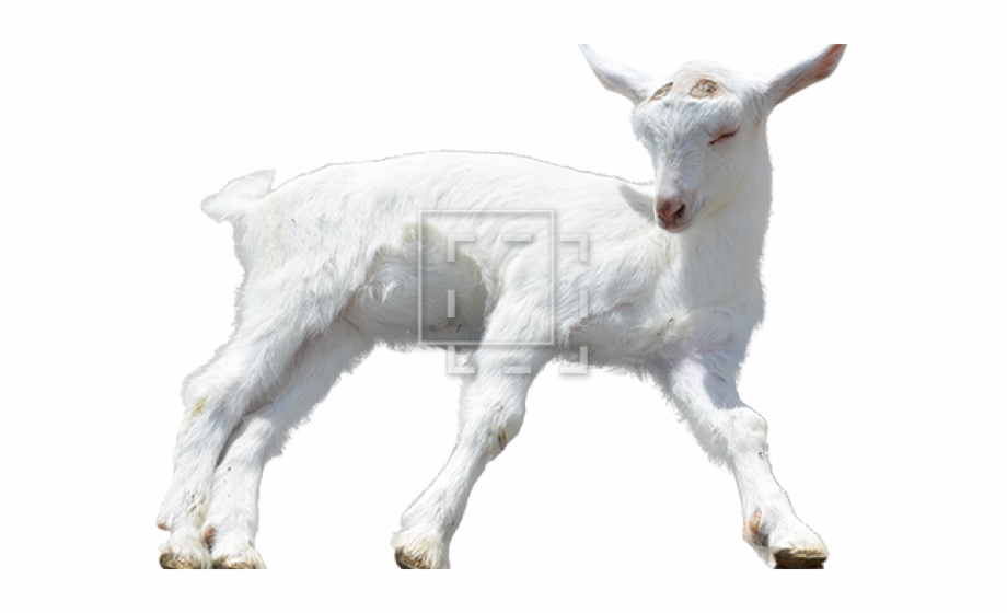 Transparent Background Baby Goats Png