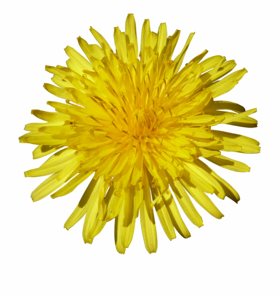 Yellow Dandelion Png Free Download Flower Yellow Image