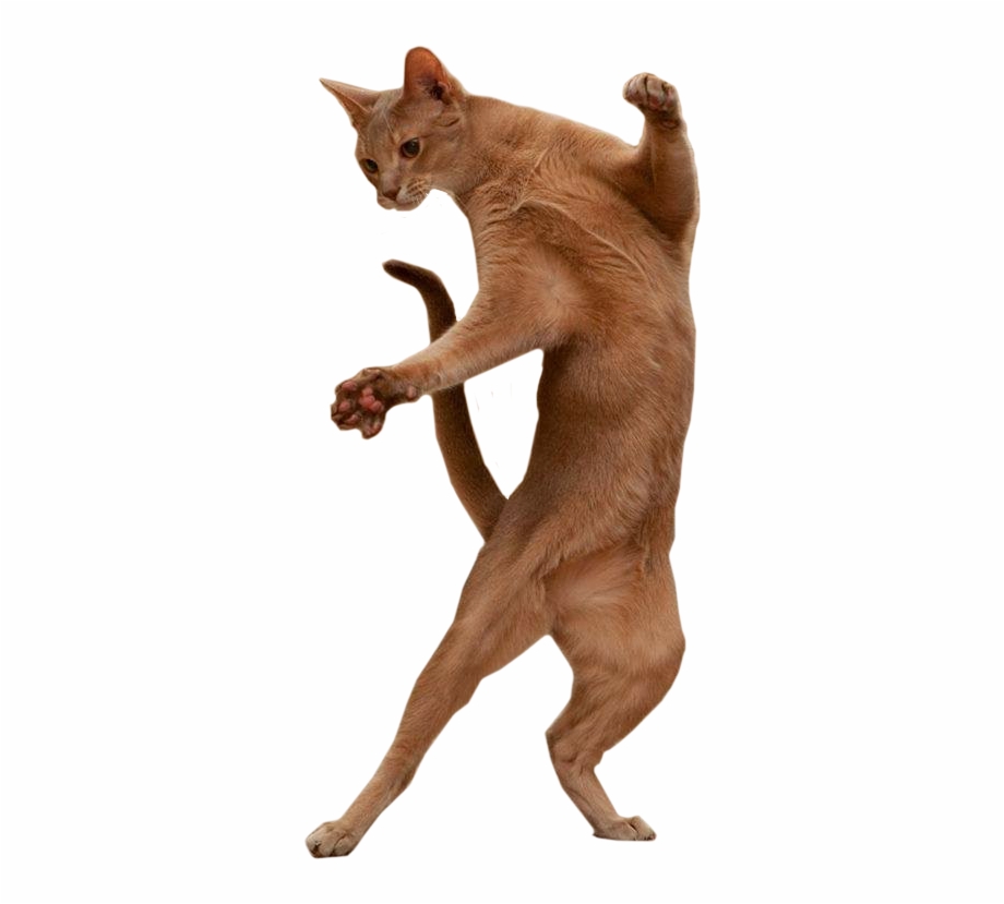 Jumping Cat Png Dancing Cat Transparent Background