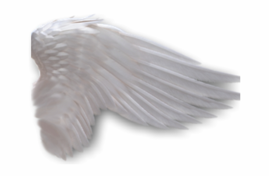 Фото крыльев ангела на белом фоне