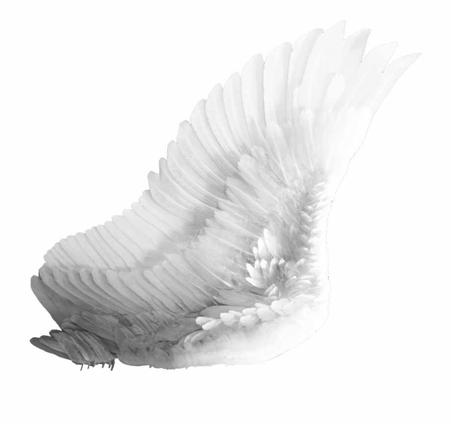 White Bird Wings Png