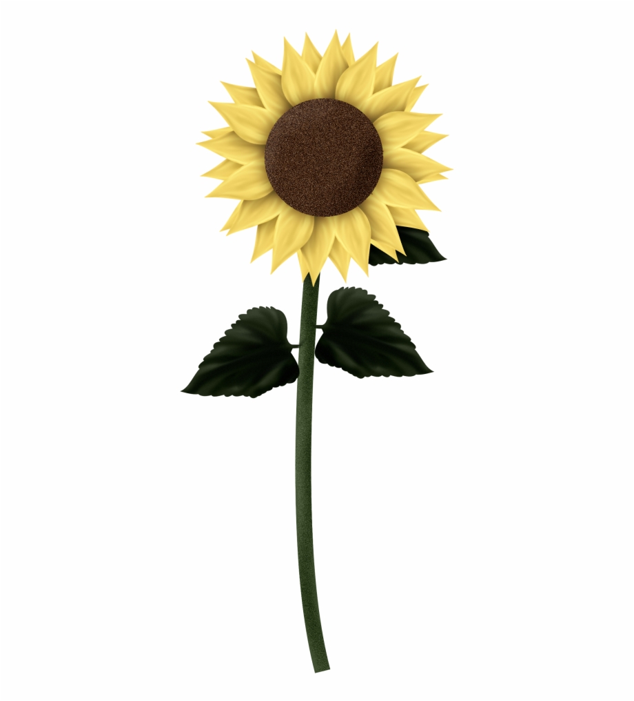 Download Sunflowers Png Clipart Sunflower Transparent
