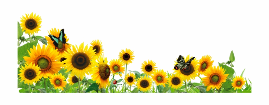 Ftestickers Flowers Sunflowers Butterfly Border Common Sunflower