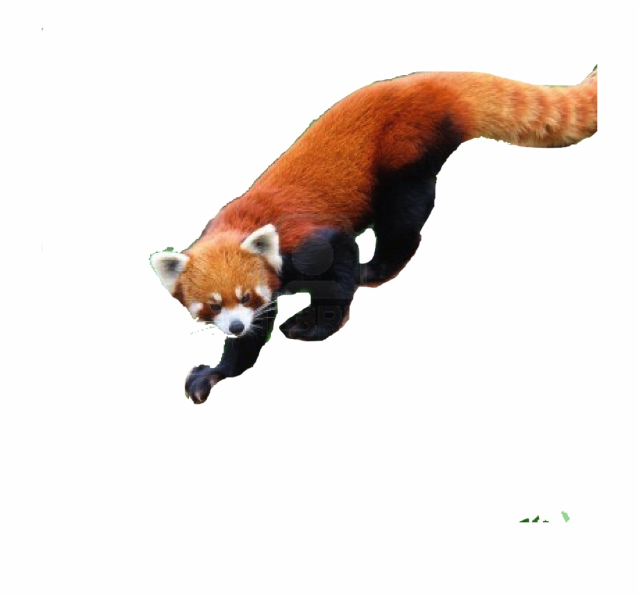 Save Red Panda Red Panda