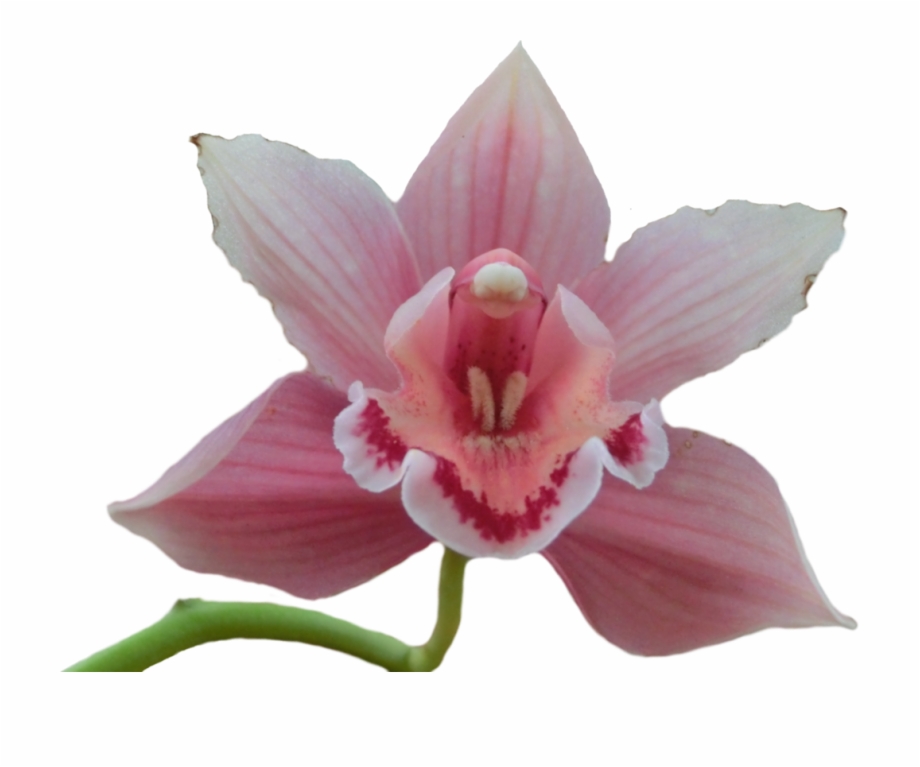 Pink Orchid Png Orchid Png