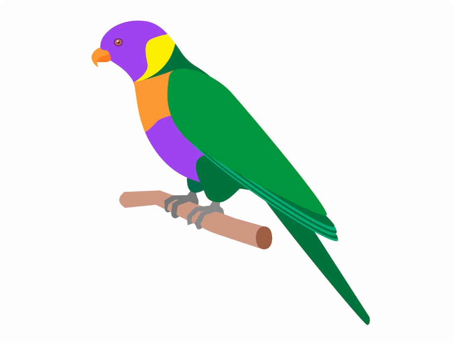 Australian Birds Illustration