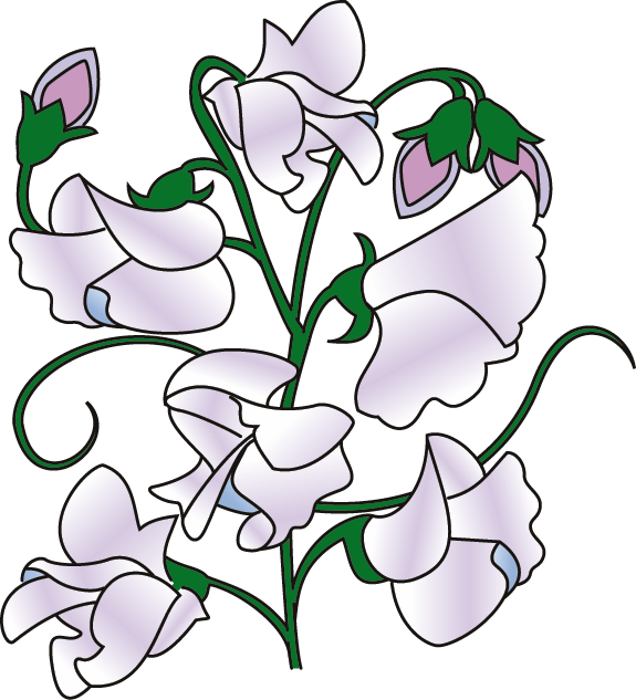 Sweet Pea Border Clipart Sweet Pea Flower Cartoon