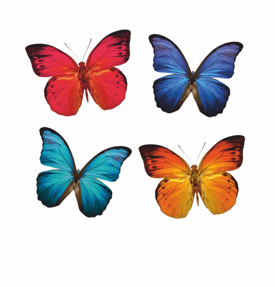 2019 Butterfly White Windowflakes V 1552652618 Beautiful Colourful