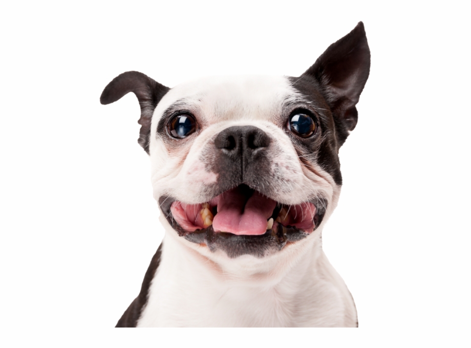 Happy Dog Png Smiling Dog White Background