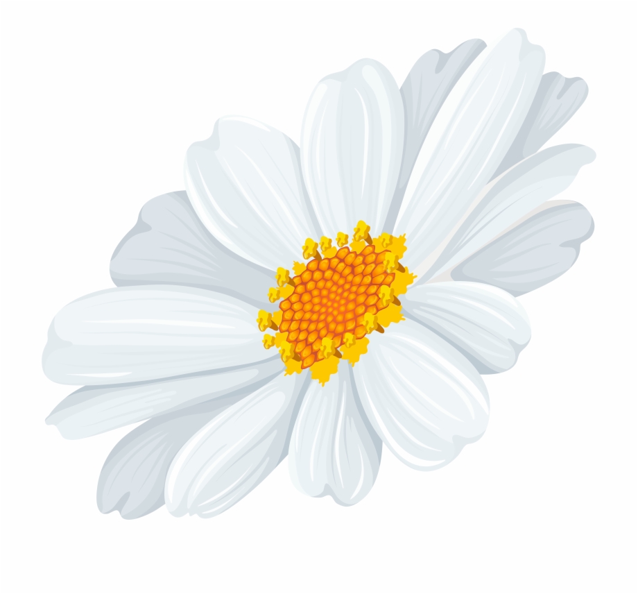 Free Daisy Flower Transparent Download Free Daisy Flower Transparent Png Images Free Cliparts