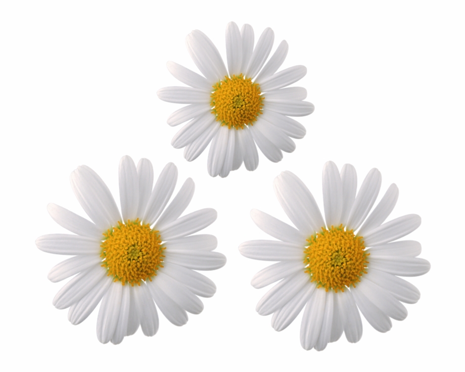 Daisy Flower Flowers Moodboard Galaxy Whiterose White Chrysanthemum