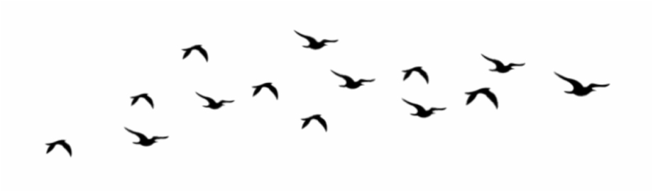 Aves Sticker Flock