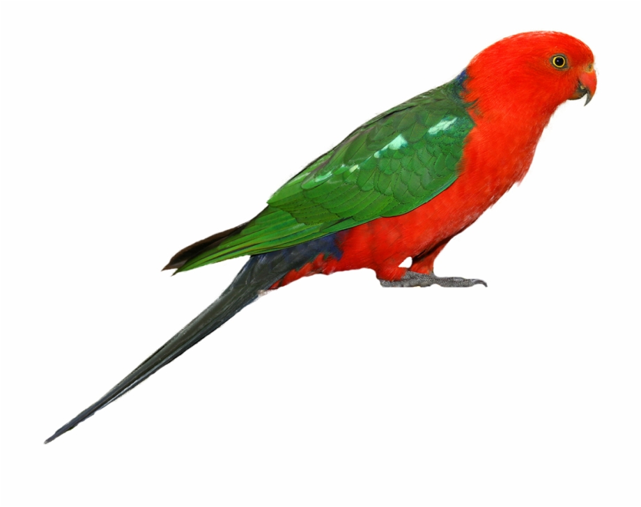 Birds Png Fils King Parrot White Background - Clip Art Library
