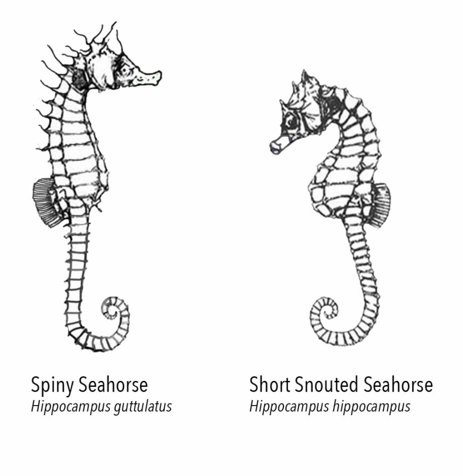 Seahorse Chart Northern Seahorse