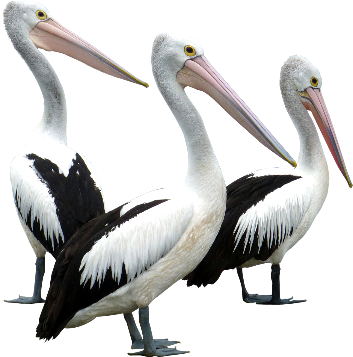 Pelican Download Png Image Pelican Bird Png