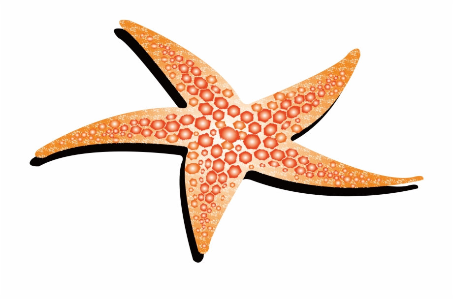 Drawing Starfish Colour Starfish